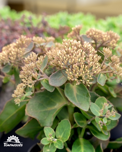 Plante succulente de type Sedum aux feuilles charnues vert foncé et fleurs en boutons beige rosé.